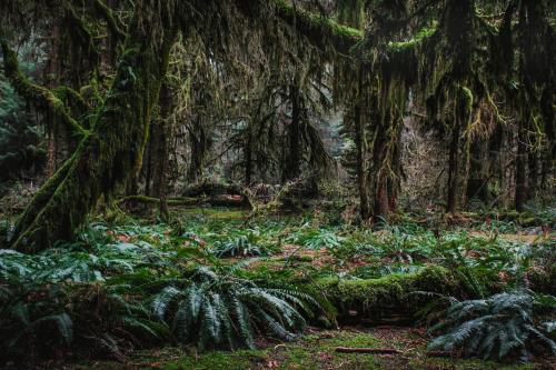 Hoh Rainforest, Washington, USA