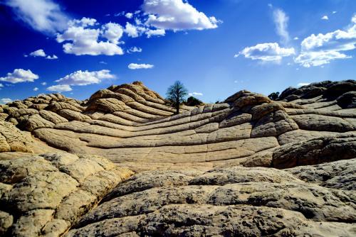 Lone Pine at White Pocket, Vermillion Cliffs Plateau, Arizona