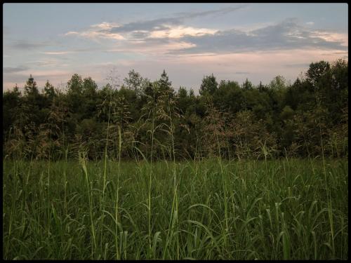 Sunset in Shelby Bottoms Wetlands, Tennessee.