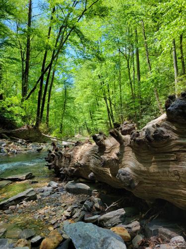 Just downstream from Looking Glass Falls, NC