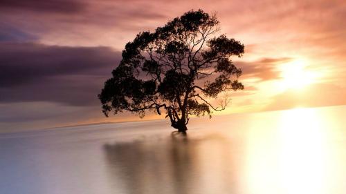 Long exposure of a tree at sunset