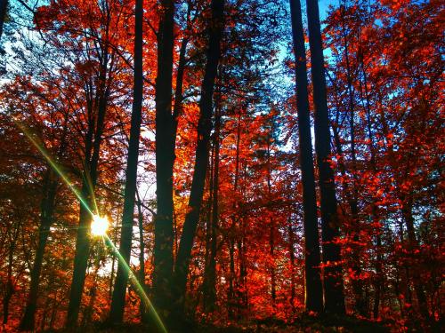 Autumn forest somewhere in Slovenia