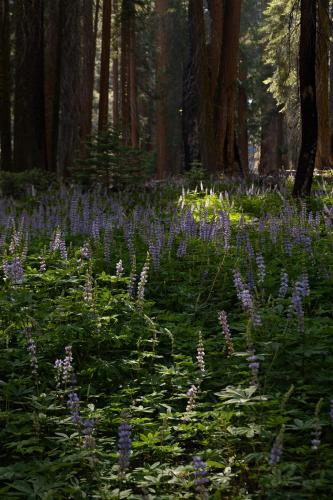 Lupine growing beneath the shade of the forest in Sequoia National Park.