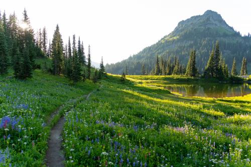 Washington Wildflowers, WA, USA