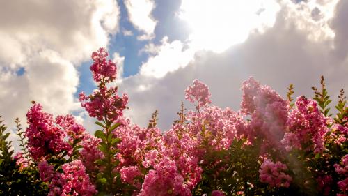 Blossoming Flower Field On A Beautiful Noon |