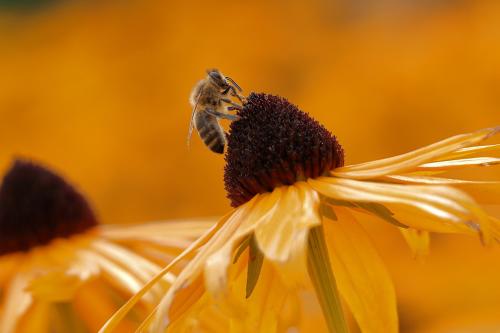 A bee is sitting on a flower