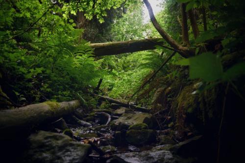 A creek behind my house