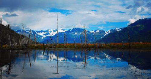 Ghost Trees Anchorage Alaska 6000 x 3141