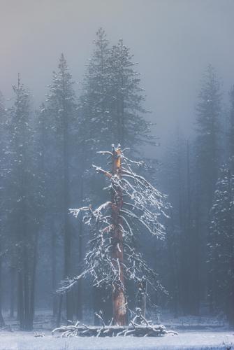 Spring in Yosemite Valley