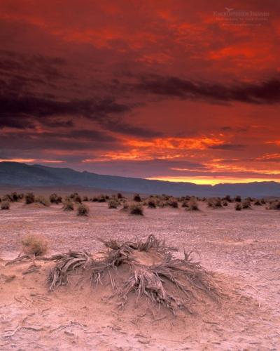 Devils Cornfield sunset, Death Valley N.P., CA.