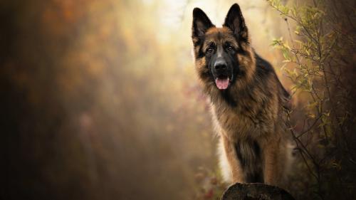 german shepherd for desktop, dogs