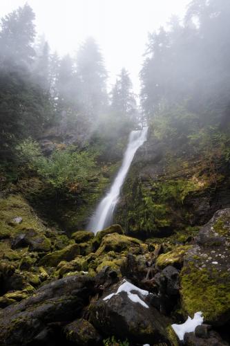Foggy Forest Friday - Washington State