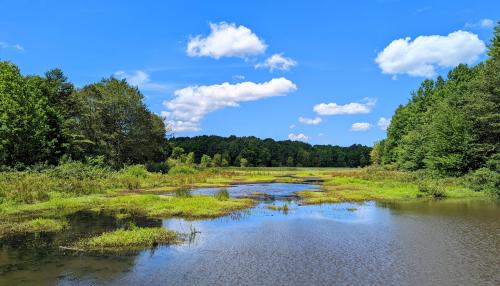 Montville Swamp, Geauga County, Ohio, USA