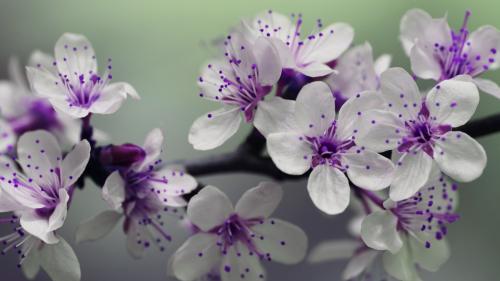 White and Purple Petal Flower Focus Photography