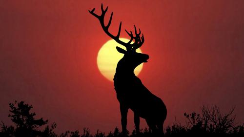 Glorious Stag