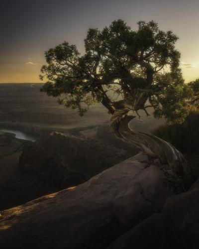 Cliffhanging Tree in Eastern Utah.