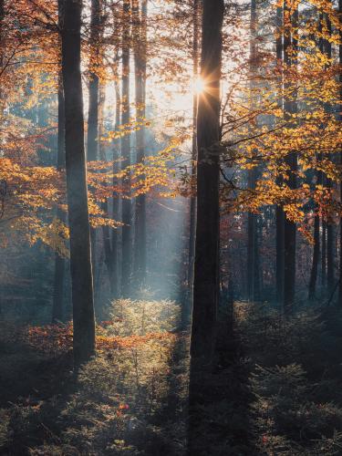 Beautiful day in November last year in a forest in southern Germany