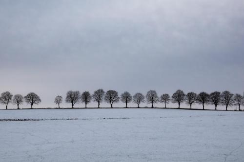 A group of trees, Germany