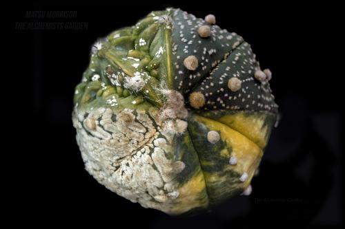 Astrophytum Composite Image  The Alchemists Garden