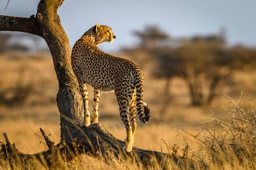 Cheetah, Tanzania