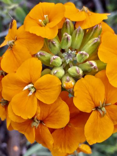 Sanddune Wallflower