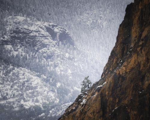 A lonely tree in Garden of the Gods. Colorado, USA