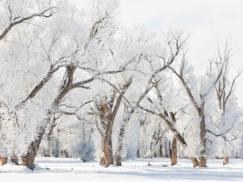 Hoarfrost on cottonwoods left by freezing fog in Gunnison, Colorado