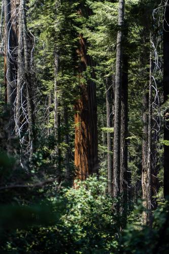 The Lone Giant, Sequoia  IG @1more.photographer