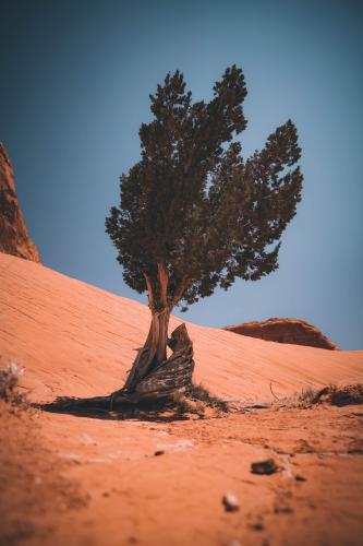 A Tree by Hope Arch, in Arizona -  IG: JoeGoodz