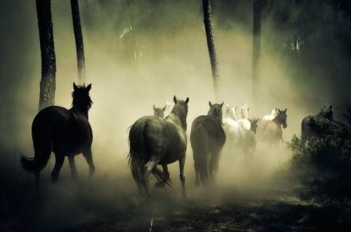 Horses Are Running In Herd