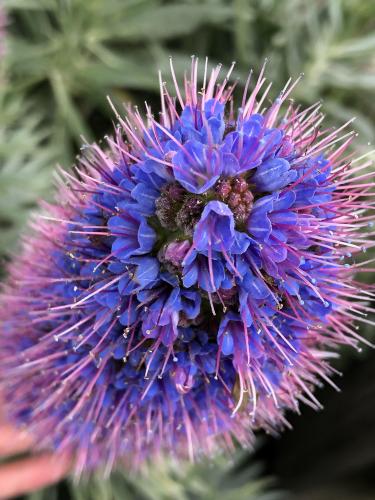 Help identify this flower. Located on the CA coast.