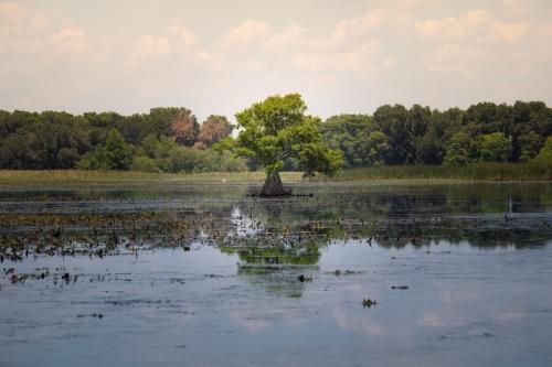 "Tree of Life" Some swamp in Florida USA.