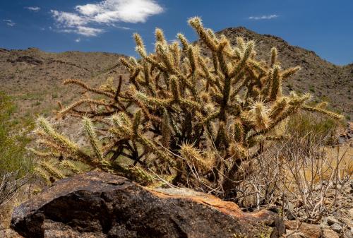 ARIZONA DESERT CACTUS  4459X3007