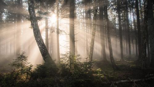 fog through the trees in Eupen, Belgium