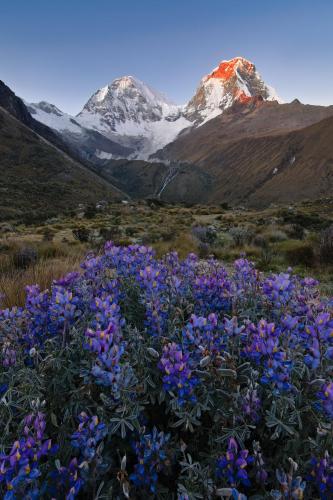 A secret garden of lupine beneath Peru's highest peaks