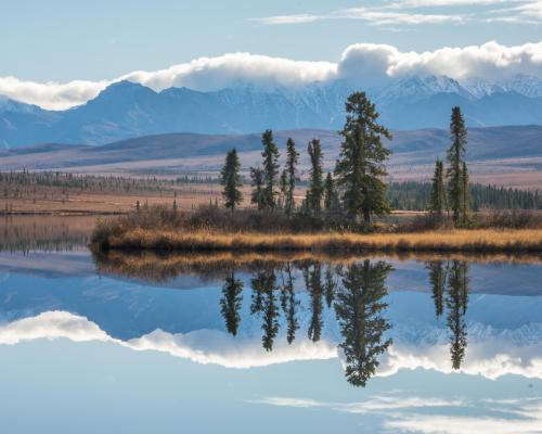 Spruce standing tall on the tundra of Alaska