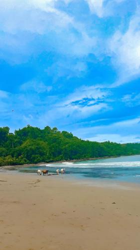 Beautiful beach in Costa Rica featuring a few cows taking themselves for a stroll :