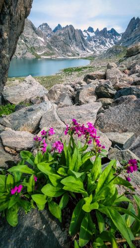 Running away from mosquitoes to higher elevation lead to finding these beautiful wild flowers in Titcomb Basin, Wind River Range, Wyoming