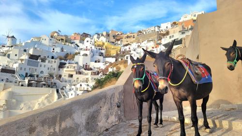 Donkeys in Santorini