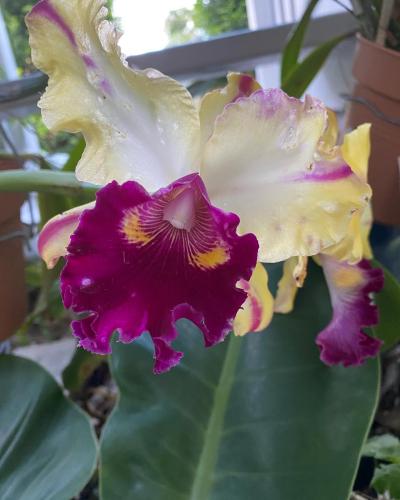 Orchid cattlya