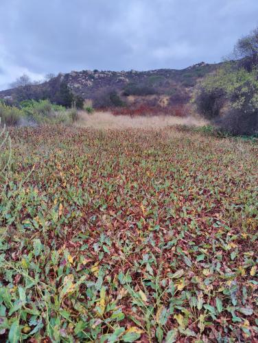 Sweet Water River Trail, Jamul CA