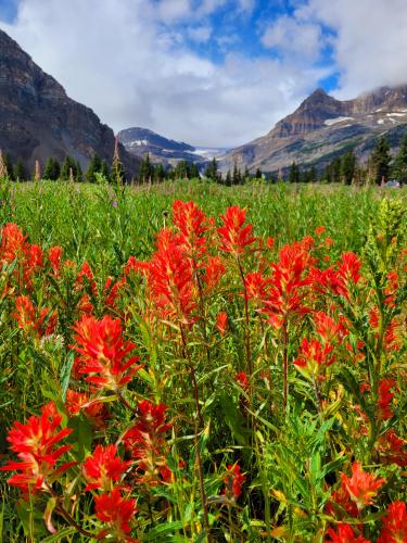 Wildflowers in bloom @Bow Lake, Alberta, Canada