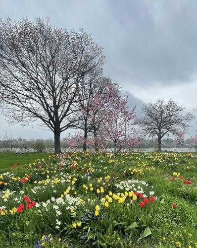 Tulip’s and things. Rock River, Illinois