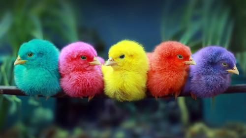 Colorful chicks  8K