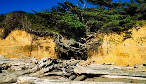 Tree of Life, Olympic National Park, Washington state, USA