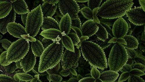 Moon Valley Pilea from the Oxford Botanic Garden