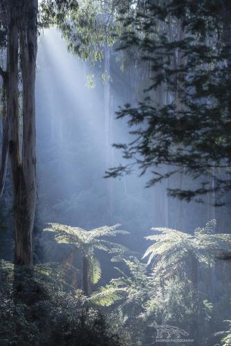 Australia's "Dicksonia Antartica" Tree ferns in Mt Dandenong National Park, Victoria IG @steven.sandner