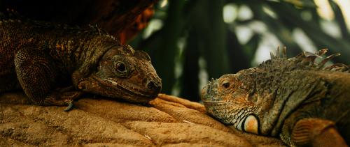 For anyone who likes iguanas and widescreens! Took this picture myself, feel free to use it. Hope you enjoy!