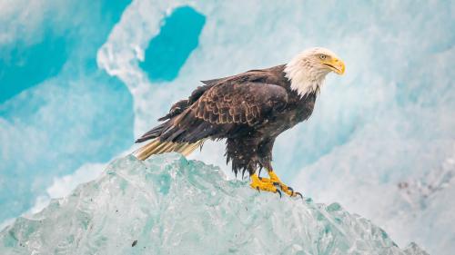 Eagle On The Ice