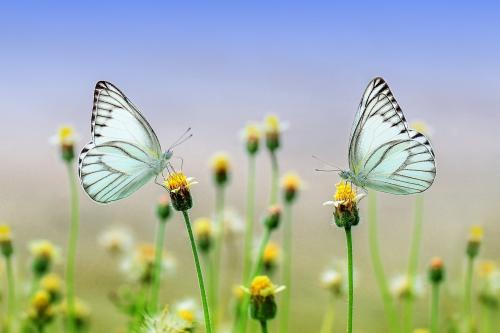 Beautiful butterfly sitting on flowers